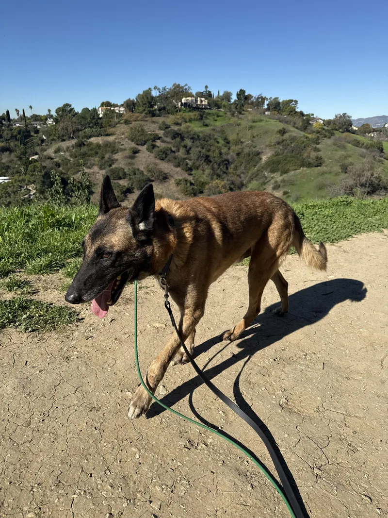 An adult large-sized male Belgian Shepherd / Malinois dog named Cyrus for adoption in Vancouver, WA