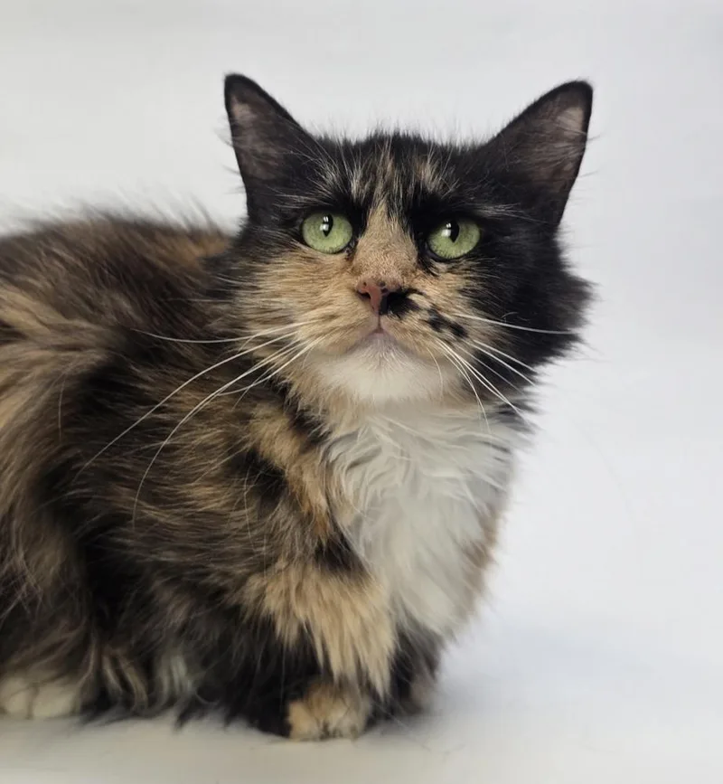 An adult medium-sized female Domestic Long Hair cat named Hoodlepie for adoption in Sedalia, CO