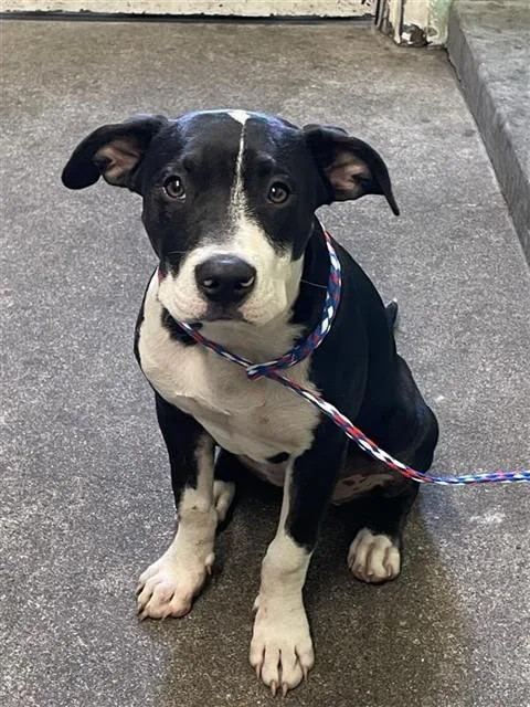 A baby large-sized female Pit Bull Terrier dog named Rose for adoption in Sacramento, CA