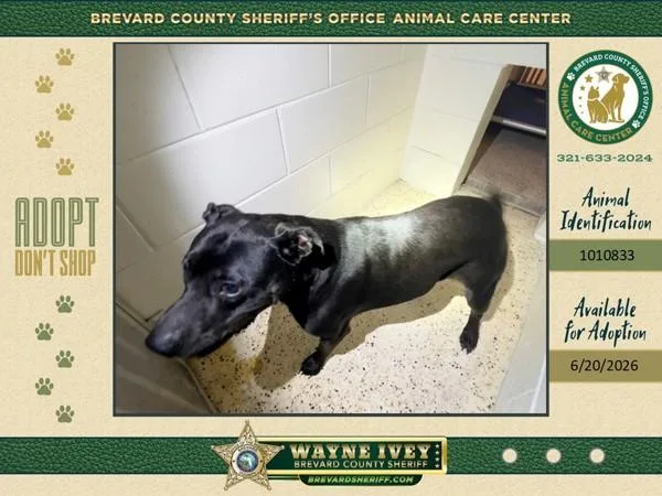 An adult large-sized female Mixed Breed dog named Smokey for adoption in Melbourne, FL
