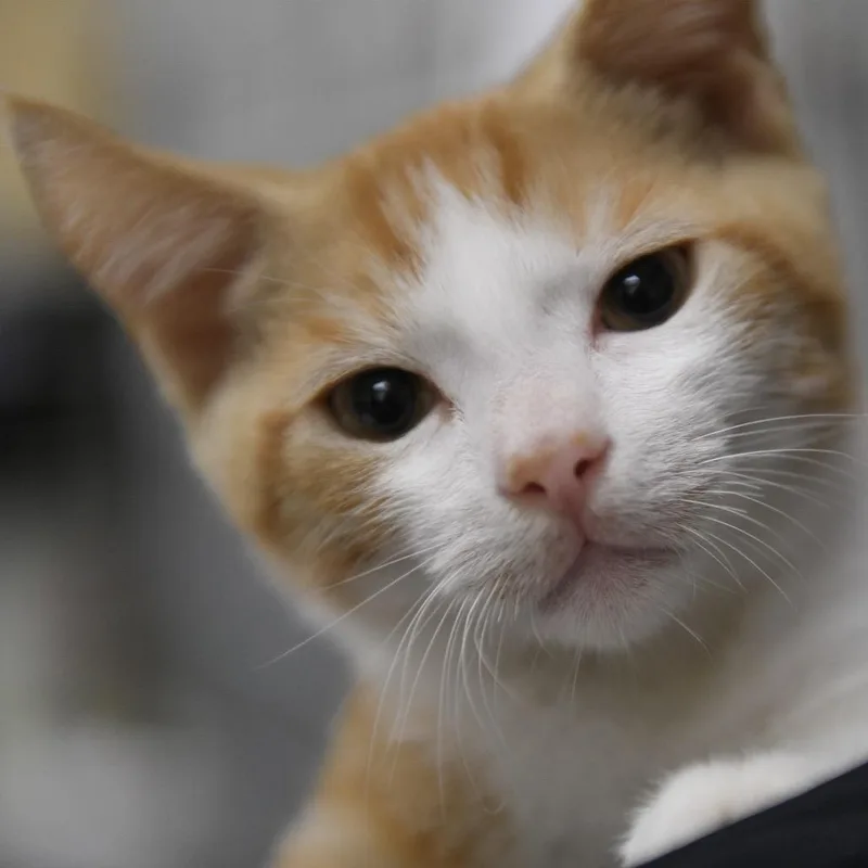 A baby small-sized male Domestic Short Hair cat named Ikaika for adoption in Redwood City, CA