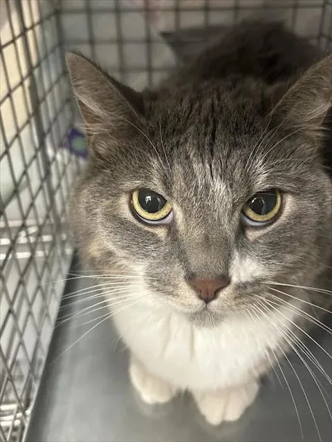 An adult large-sized female Domestic Short Hair cat named Doja for adoption in Las Vegas, NV