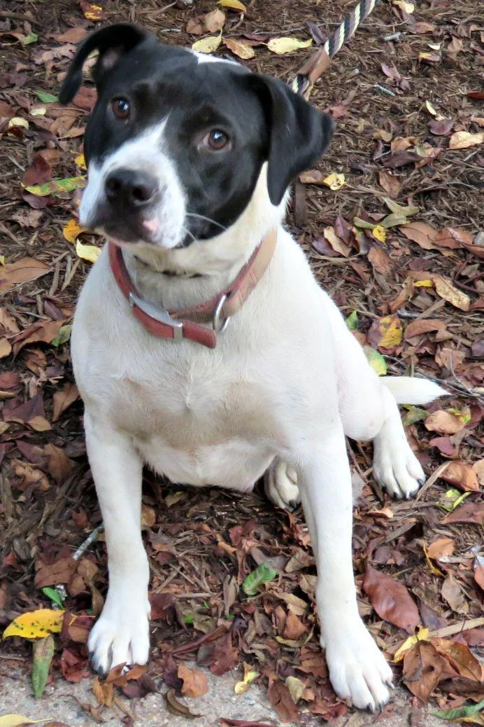 An adult medium-sized female White / Cream Pit Bull Terrier dog named Rosa for adoption in Lexington, VA