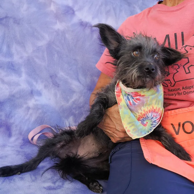 An adult small-sized male Black Terrier dog named Pogi for adoption in Point Richmond, CA
