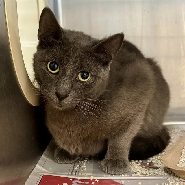 An adult small-sized female Domestic Short Hair cat named Natasha for adoption in Riverside, CA
