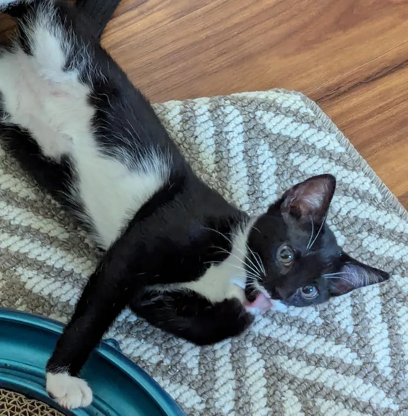A baby medium-sized male Domestic Short Hair cat named Mario for adoption in Cincinnati, OH