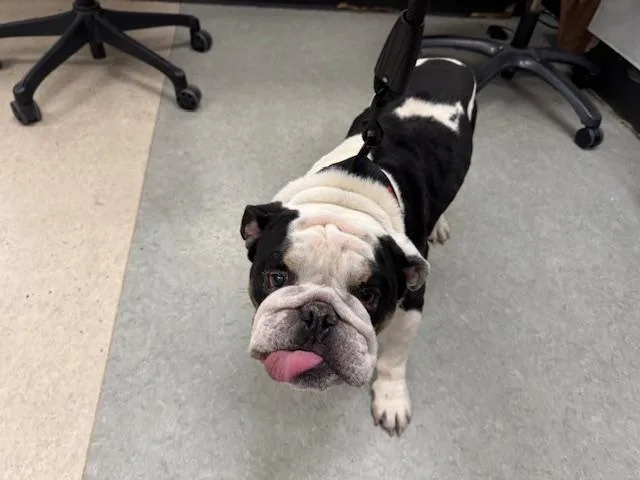 An adult medium-sized male English Bulldog dog named Webb for adoption in Van Nuys, CA
