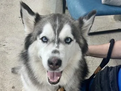 An adult medium-sized female White / Cream Mixed Breed dog named Chika for adoption in Georgetown, TX