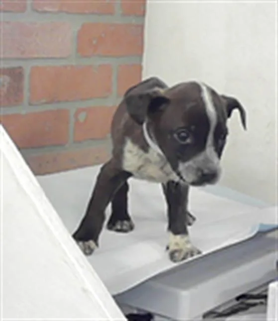 A young small-sized male American Staffordshire Terrier dog named Chips Ahoy for adoption in Houston, TX