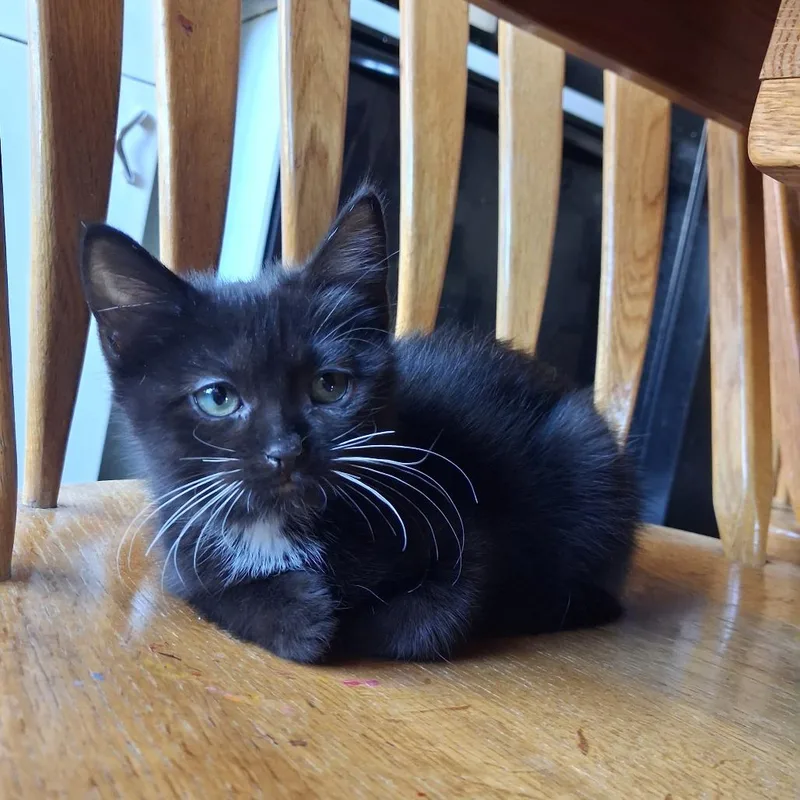 A baby small-sized female Black Domestic Short Hair cat named Moonlight for adoption in Evansville, IN