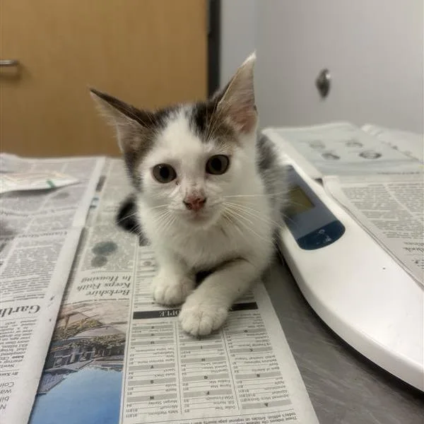 A baby small-sized male Domestic Short Hair cat named Ross for adoption in Jacksonville, FL