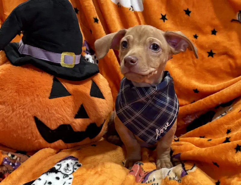 A baby small-sized male Red / Chestnut / Orange Chiweenie dog named Charlie Brown for adoption in Corona, CA