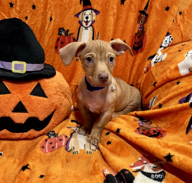 Charlie Brown thumbnail 2