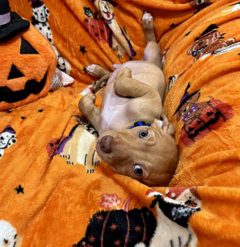 Charlie Brown thumbnail 5