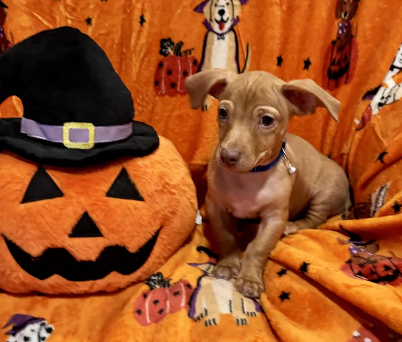 Charlie Brown thumbnail 6