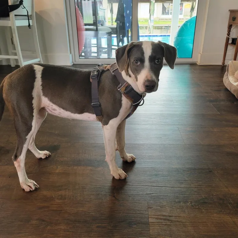A young medium-sized female White / Cream Mixed Breed dog named Clover for adoption in Merritt Island, FL