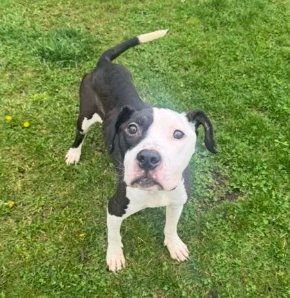 An adult medium-sized male Pit Bull Terrier dog named Popi for adoption in Westland, MI