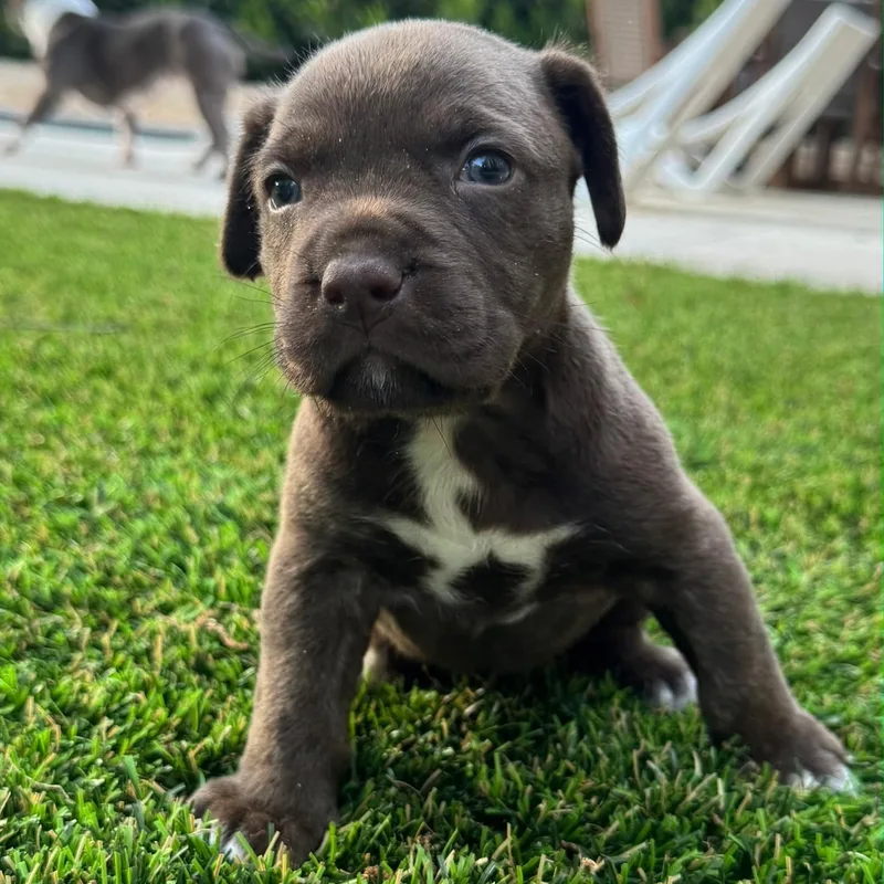 A baby medium-sized female Brown / Chocolate Terrier dog named Frenchie for adoption in Waxhaw, NC