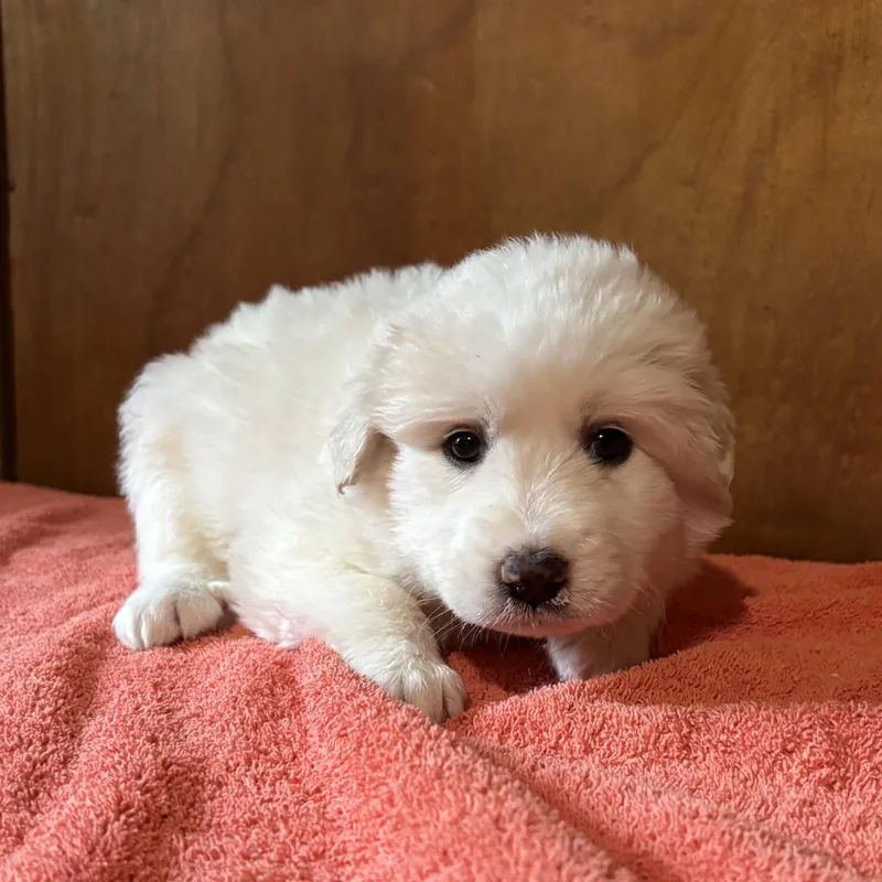 Puppy Alertsoleil  Shellie thumbnail 2