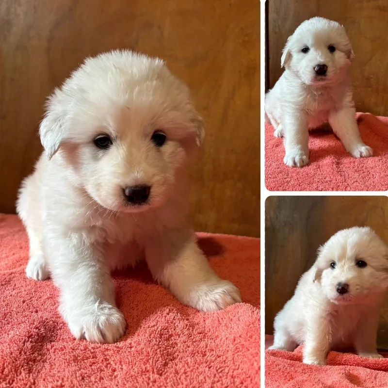 Puppy Alertsoleil  Shellie thumbnail 5