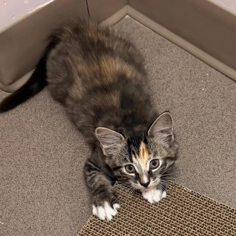 A baby small-sized female Calico Domestic Short Hair cat named Latte for adoption in Middlebury, VT
