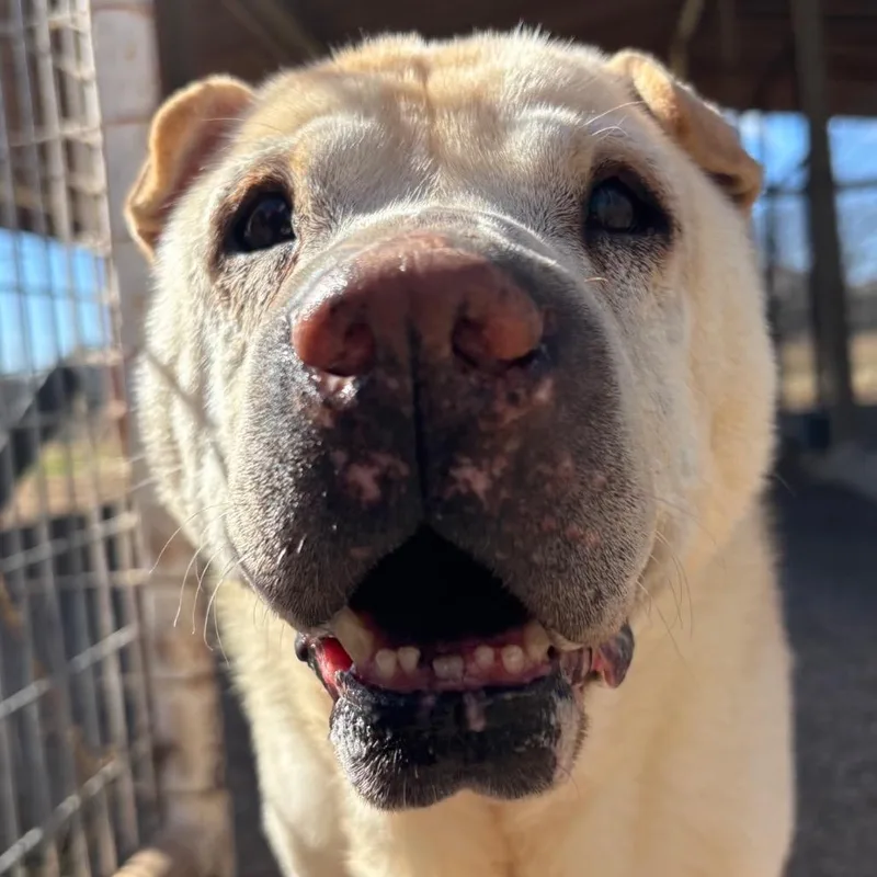 Pooh Bear thumbnail 2