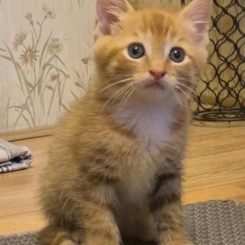 A baby small-sized male Orange / Red Domestic Short Hair cat named Pheonix for adoption in Washington, DC