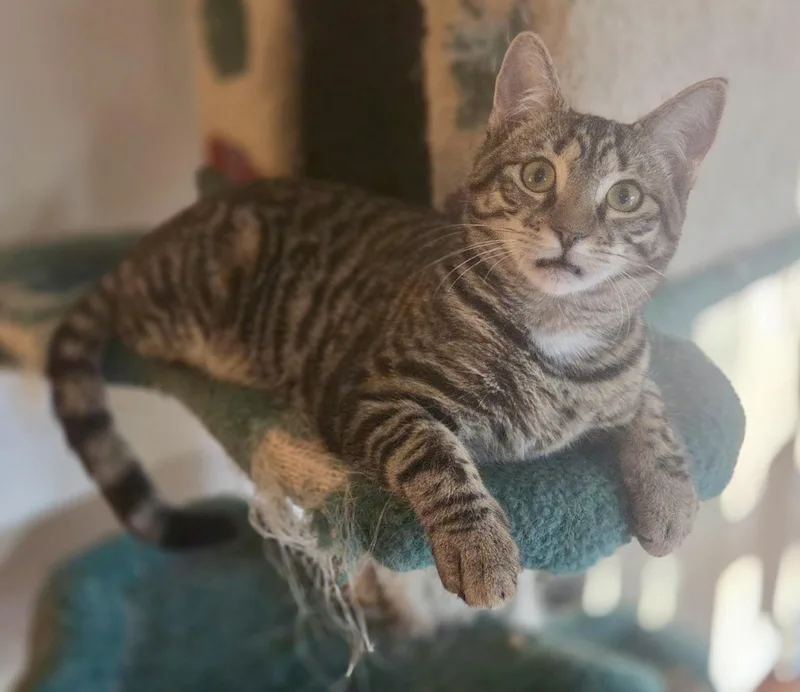 Fruity Pebbles thumbnail 2