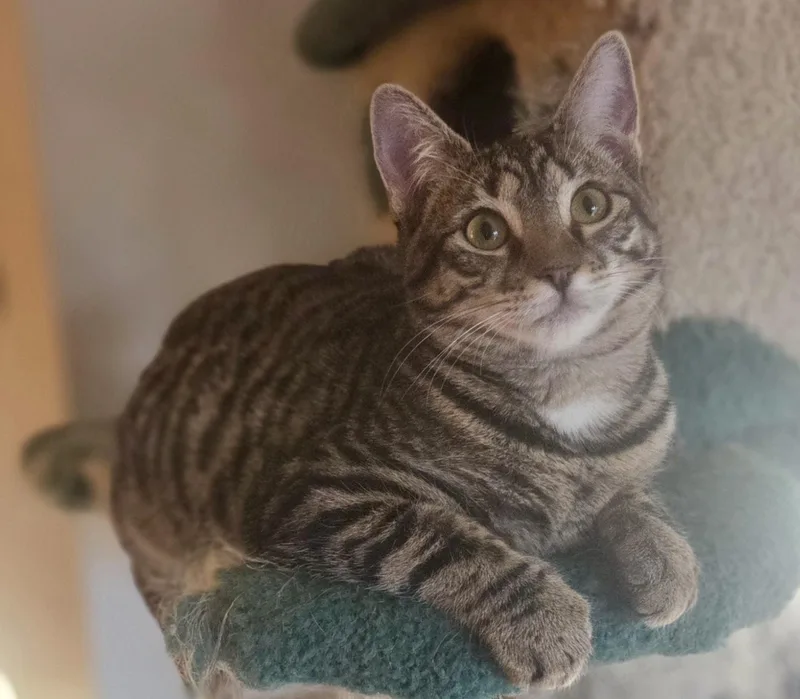 Fruity Pebbles thumbnail 3