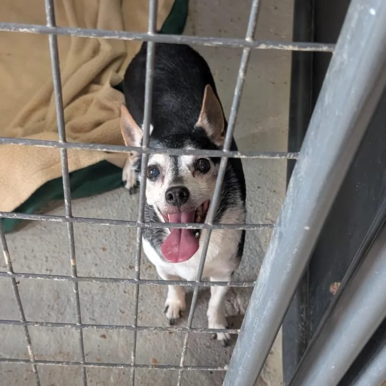 A senior small-sized female Black Mixed Breed dog named Clover for adoption in Leander, TX