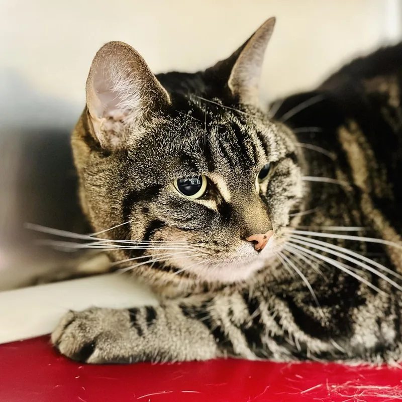 A senior medium-sized female Tabby (Brown / Chocolate) Domestic Short Hair cat named Lilly for adoption in Manahawkin, NJ