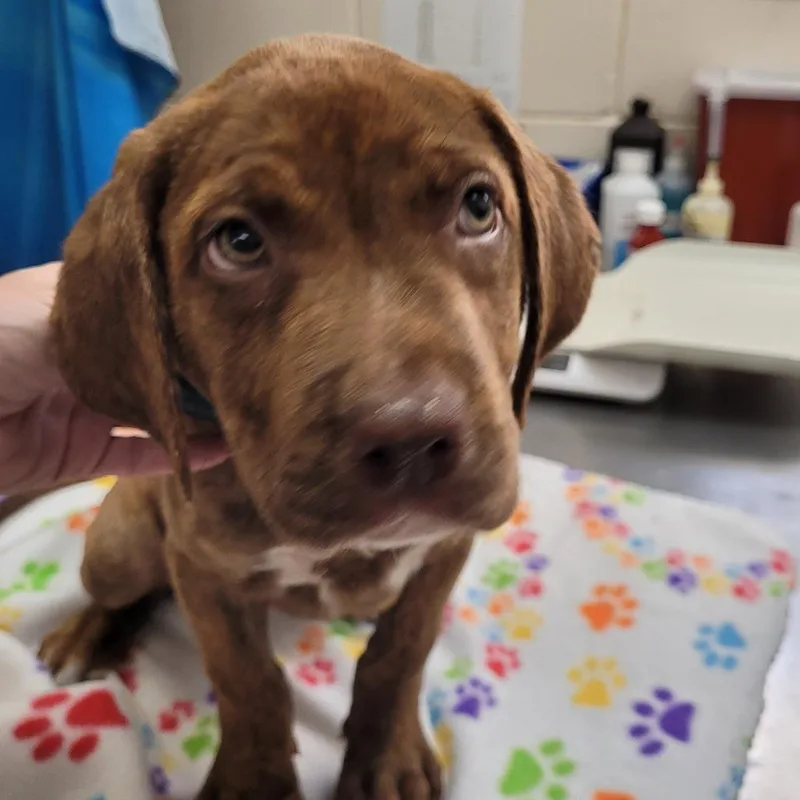 A baby medium-sized male Brindle Mixed Breed dog named Duke for adoption in Lake Panasoffkee, FL