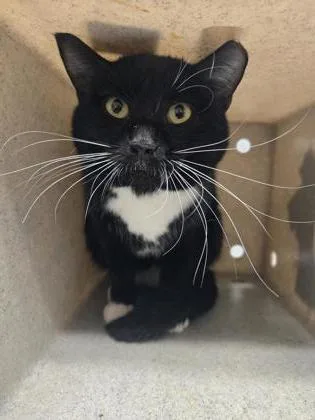 An adult medium-sized male Domestic Short Hair cat named Timmy Turner for adoption in West Chester, PA