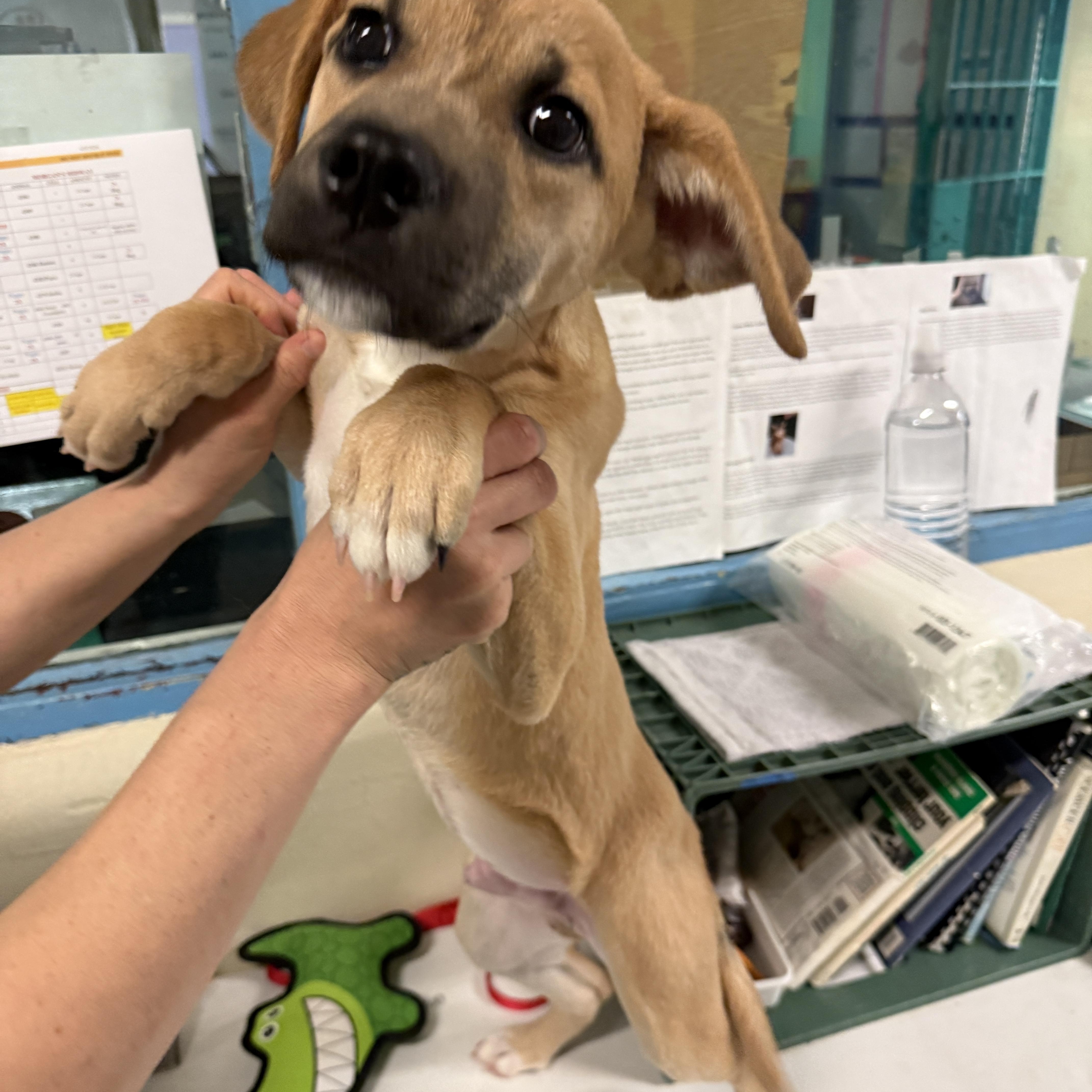 A baby medium-sized male Brown / Chocolate Mixed Breed dog named Jackson E for adoption in Phoenix, AZ