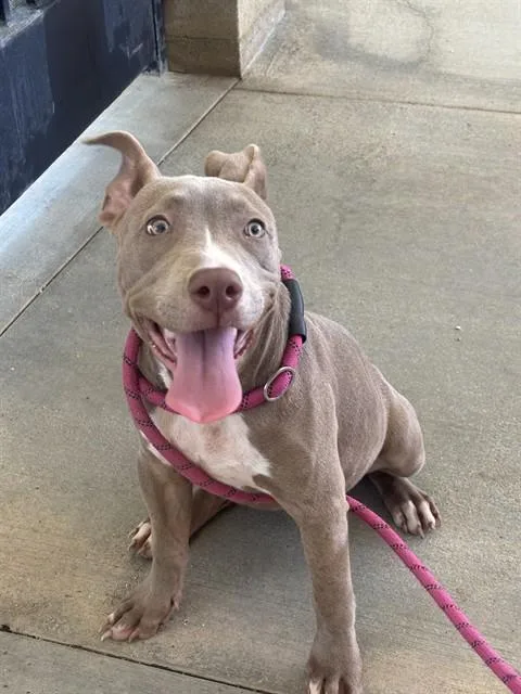A baby small-sized female Pit Bull Terrier dog named Lucie for adoption in Riverside, CA