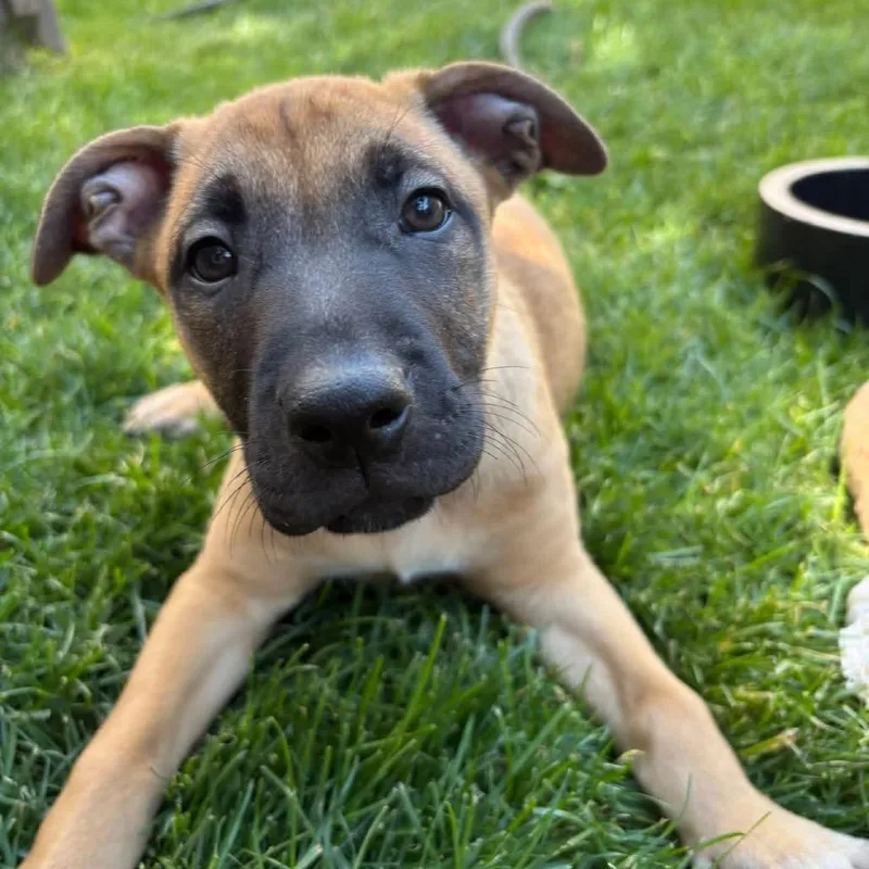 A baby small-sized male Brown / Chocolate Mixed Breed dog named Thousand Island for adoption in Wheeling, IL