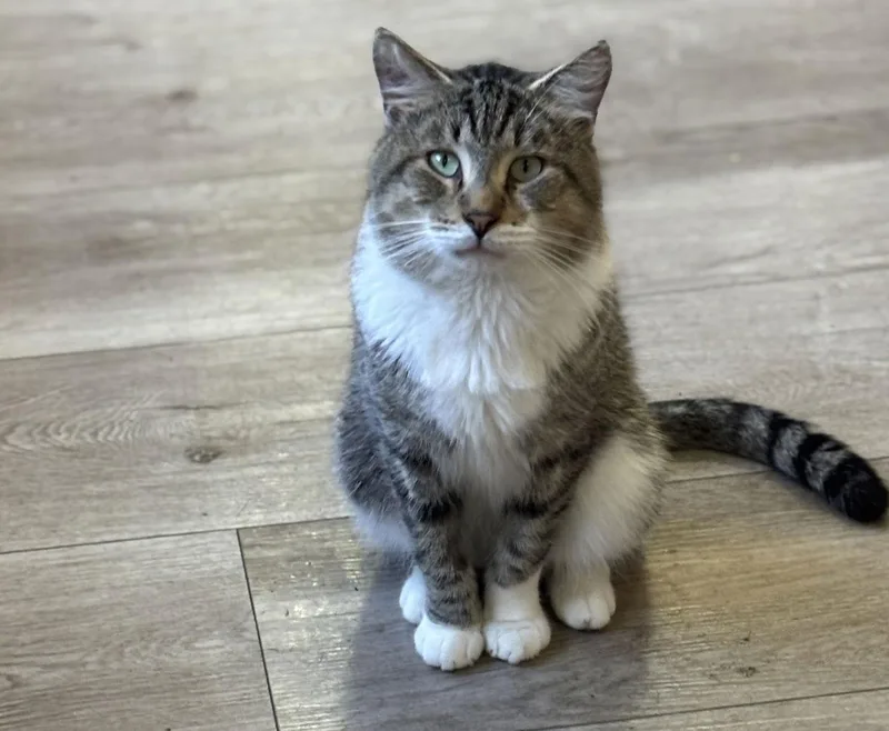 An adult medium-sized male American Shorthair cat named Biggie for adoption in Naples, FL