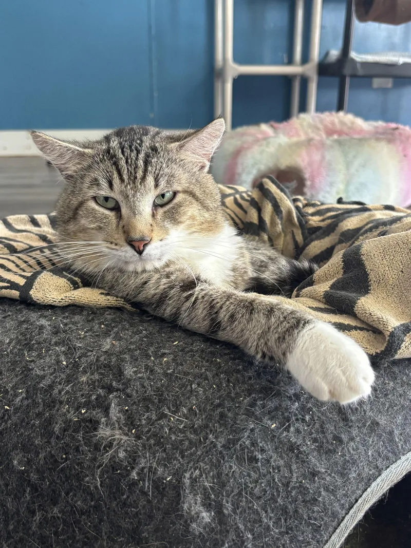 Biggie thumbnail 3