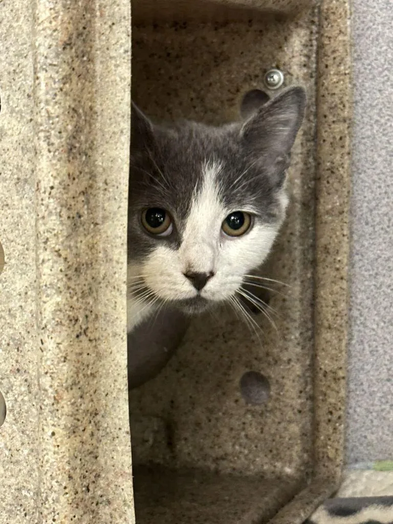 A baby small-sized female Gray / Blue / Silver Domestic Short Hair cat named Medusa for adoption in Raleigh, NC