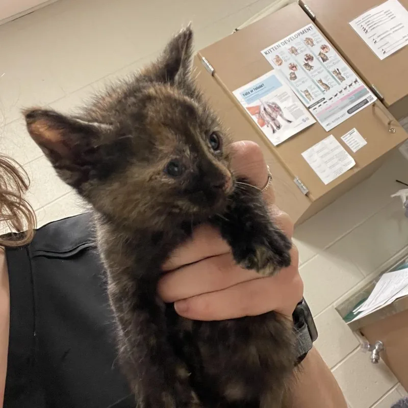 A baby small-sized female Black Domestic Short Hair cat named Lady Bug for adoption in Bristol, IN