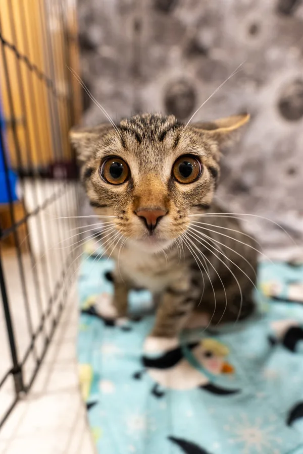 A young medium-sized male Domestic Short Hair cat named Mochi for adoption in Bonsall, CA