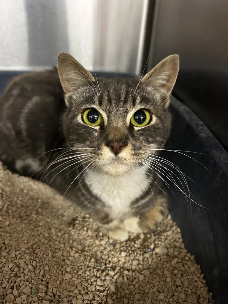 A baby small-sized male Domestic Short Hair cat named Flaca for adoption in Thousand Oaks, CA
