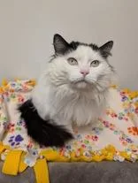 An adult large-sized female Black & White / Tuxedo Domestic Medium Hair cat named Gerty for adoption in Rochester, MN