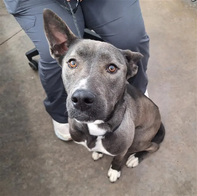 A young medium-sized female Mixed Breed dog named Reese for adoption in Dallas, TX