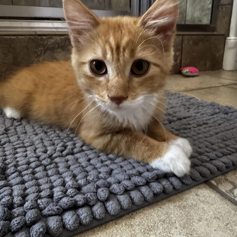 A baby small-sized male Maine Coon cat named Mr. Big for adoption in queen creek, AZ
