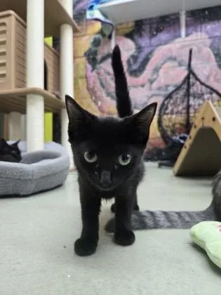 A baby medium-sized female Domestic Short Hair cat named Wisteria for adoption in Savannah, GA
