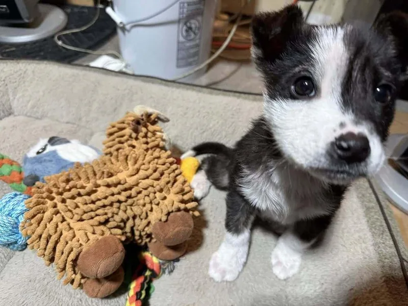 Jack Sparrow thumbnail 2