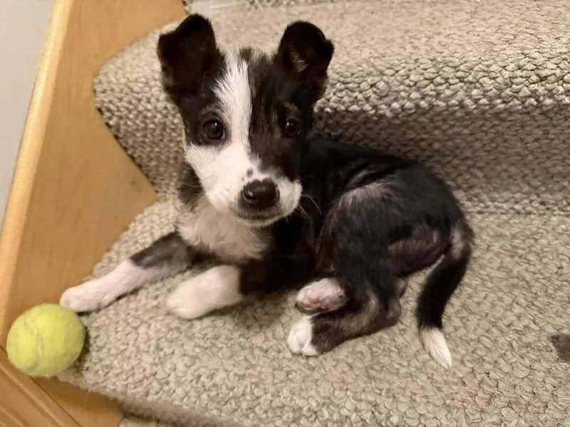 Jack Sparrow thumbnail 3