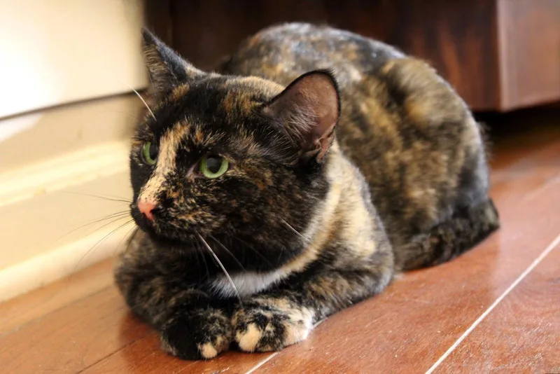 Stardrop thumbnail 2