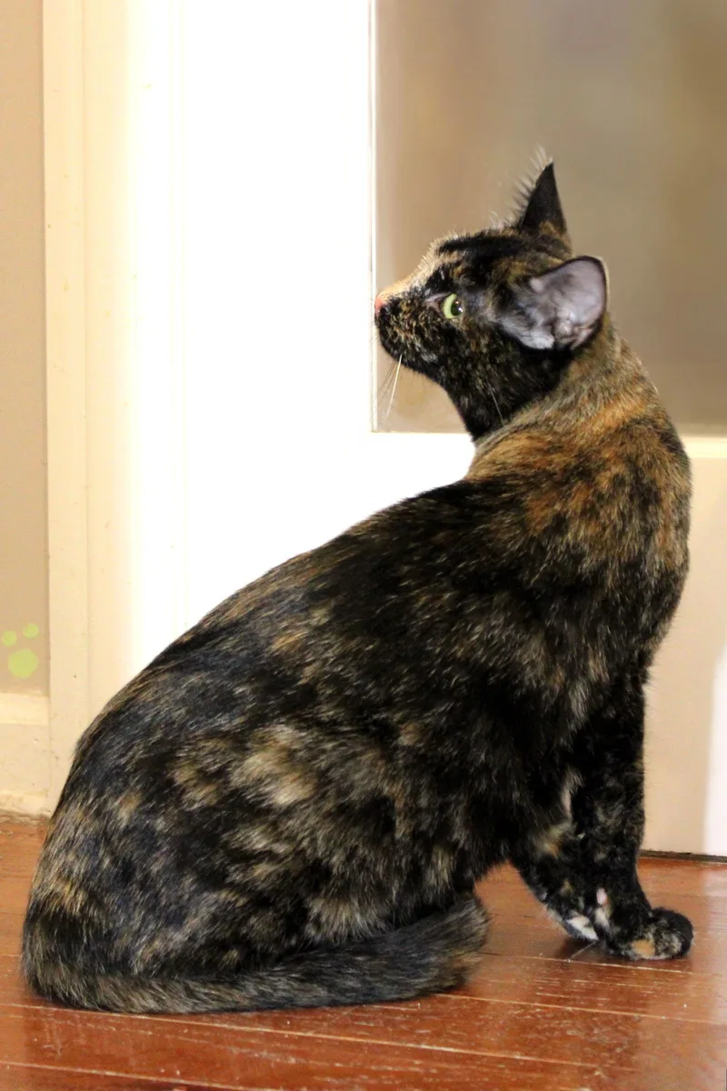 Stardrop thumbnail 3